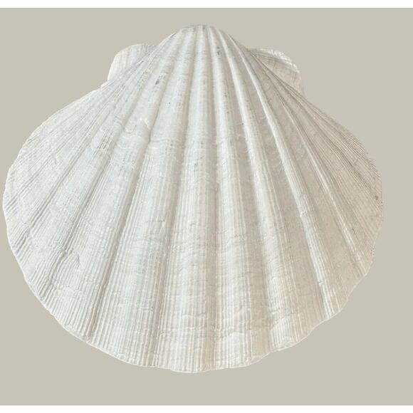 Seashells 2 Large & 2 Smaller Ones Estate Sale Find Very Beautiful - Lot Of 4 - Picture 3 of 16